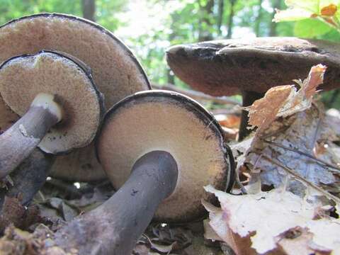 Image of Tylopilus