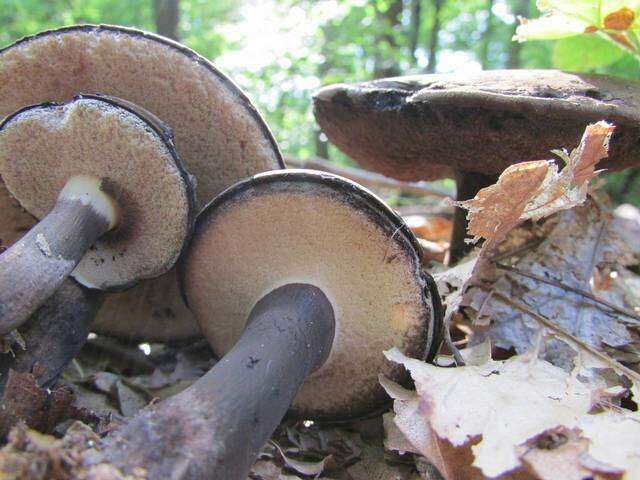 Imagem de Tylopilus