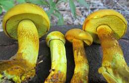 Image of Retiboletus