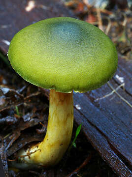 Image of Cortinarius austrovenetus Cleland 1928