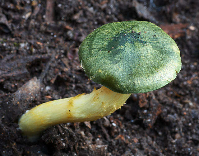 Sivun Cortinarius austrovenetus Cleland 1928 kuva