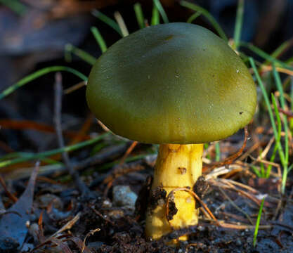 Image of Cortinarius austrovenetus Cleland 1928