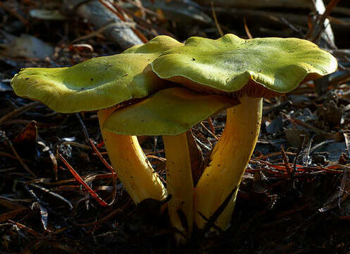 Image of Cortinarius austrovenetus Cleland 1928