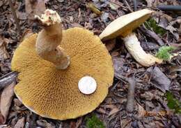 Image of Suillus decipiens (Peck) Kuntze 1898