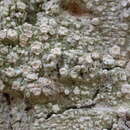 Image of pore lichen