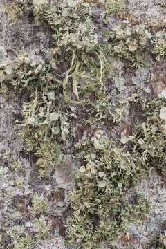 Image of cartilage lichen