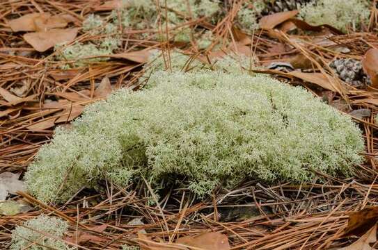 Image of reindeer lichen