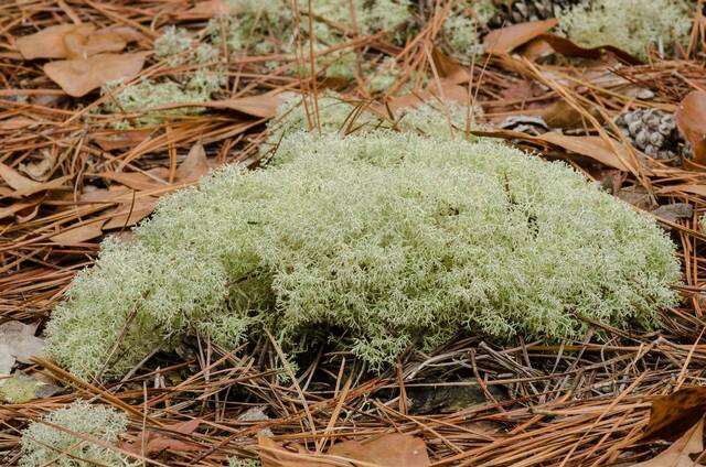 Image of reindeer lichen