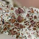 Image of Confederate bulbothrix lichen