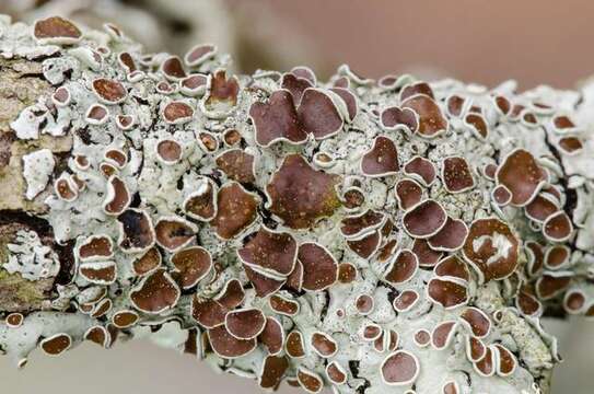 Image of bulbothrix lichen