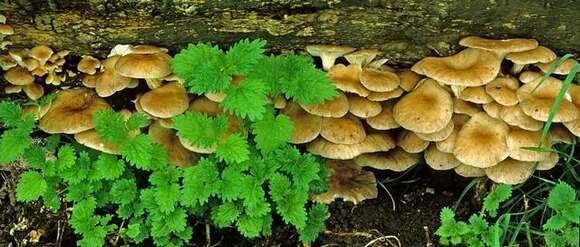 Imagem de Pleurotus