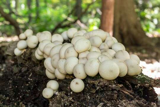 Image de Lycoperdon