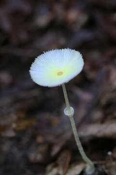 Image of Leucocoprinus fragilissimus (Ravenel ex Berk. & M. A. Curtis) Pat. 1900