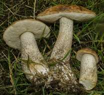 Image of Leccinum