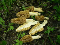 Plancia ëd Morchella