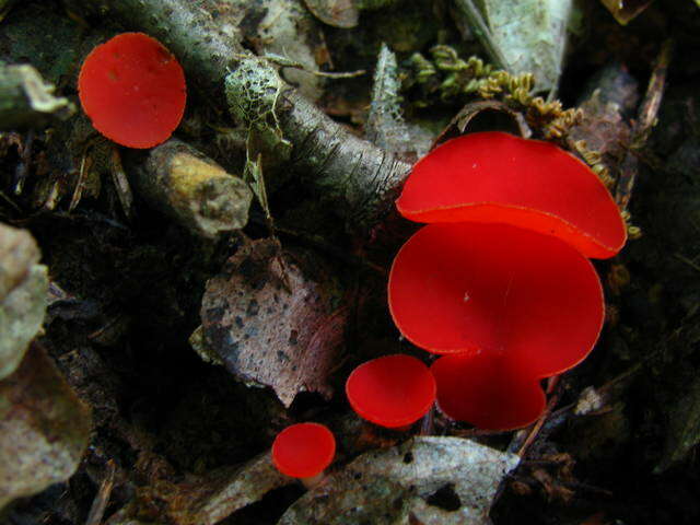 Sivun Sarcoscyphaceae kuva