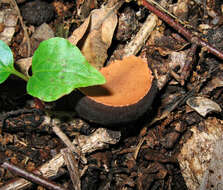 Plancia ëd Sarcosomataceae