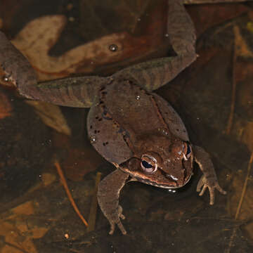 Lithobates sylvaticus (Le Conte 1825) resmi