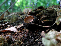 Plancia ëd Sarcosomataceae