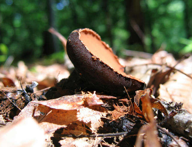 Plancia ëd Sarcosomataceae