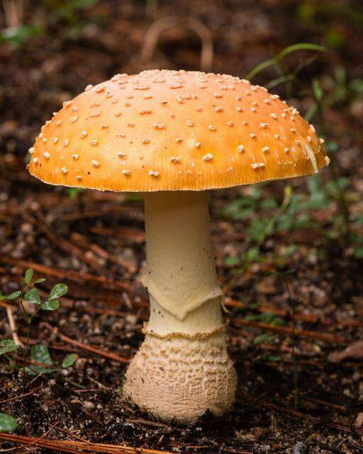 Image of Amanita persicina (Dav. T. Jenkins) Tulloss & Geml 2015