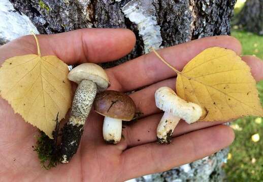 Image of Milk Cap Mushrooms