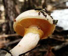 Pholiota resmi