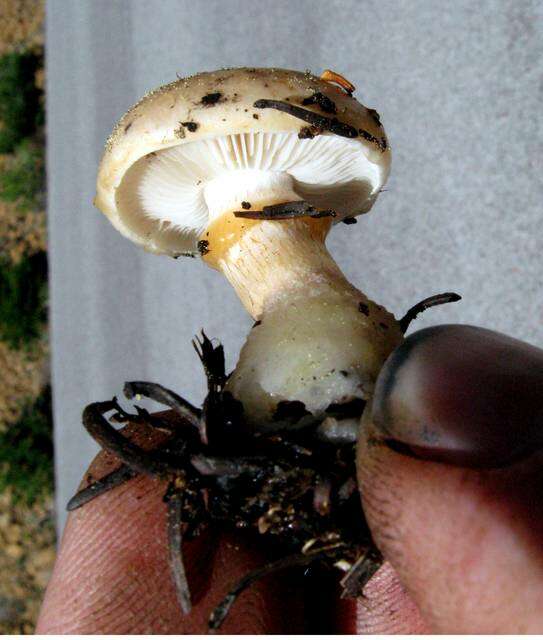 Pholiota resmi