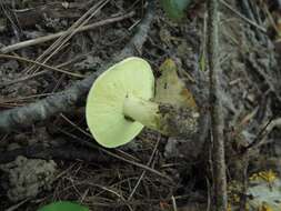 Image of Tricholoma