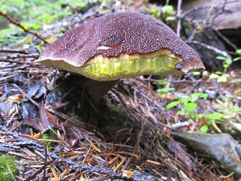 Слика од Aureoboletus mirabilis (Murrill) Halling 2015