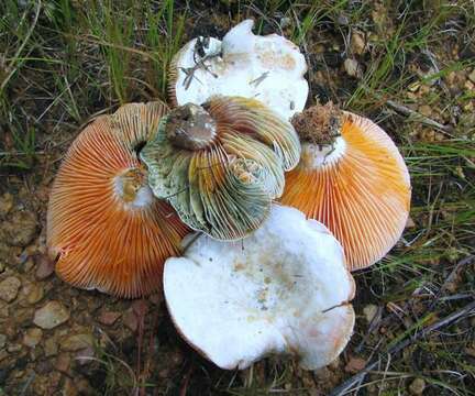 Lactarius salmoneus Peck 1898 resmi