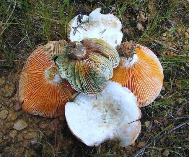 Image de Lactarius salmoneus Peck 1898