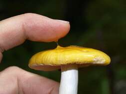 Image of yellow swamp brittlegill