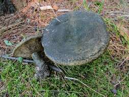 Слика од Lactarius atroviridis Peck 1889