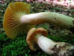 Image of Cuphophyllus