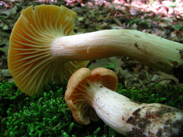 Image of Cuphophyllus