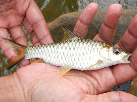 Image of Malabar Mahseer