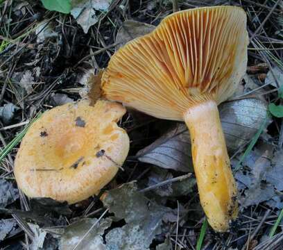 Image of Milk Cap Mushrooms