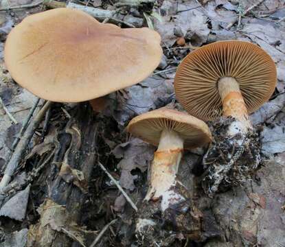 Image of Cortinarius armillatus (Fr.) Fr. 1838