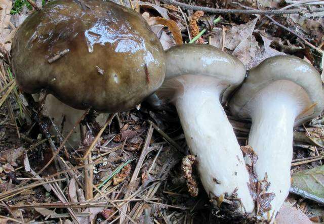 Sivun Hygrophorus fuligineus Frost 1884 kuva