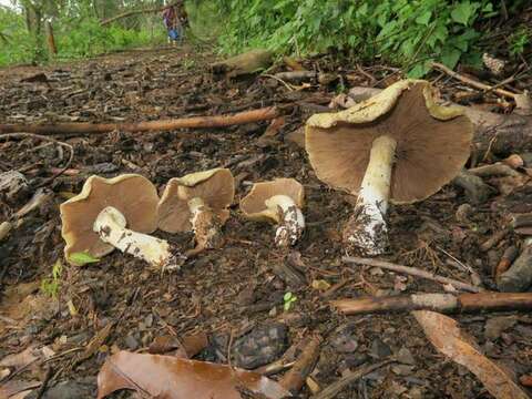 Image of <i>Stropharia hardii</i>