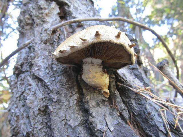 Plancia ëd Hemipholiota