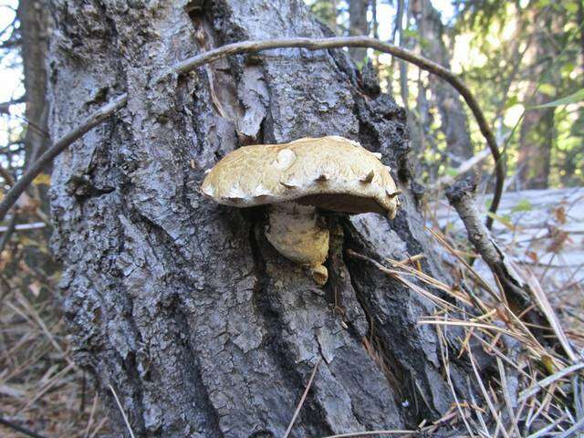 Plancia ëd Hemipholiota