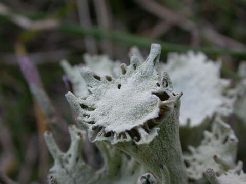 Image of cup lichen