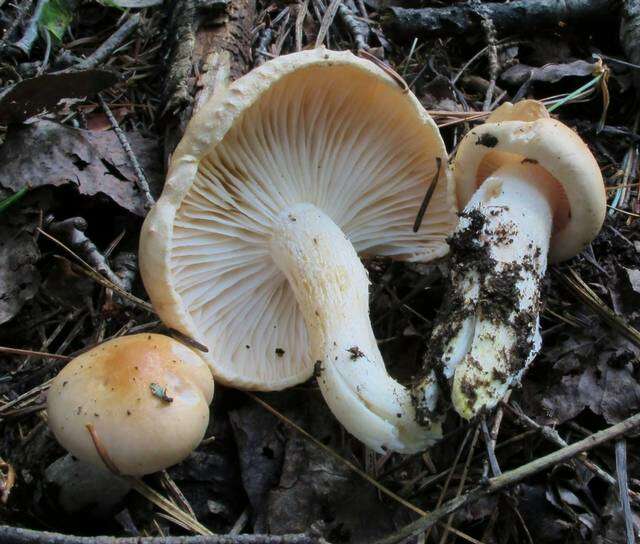 Image of Hygrophorus