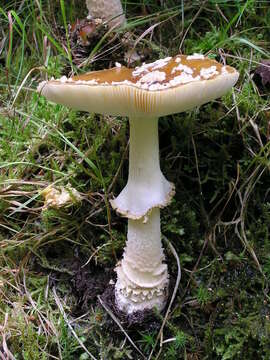 Image of Royal Fly Agaric