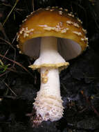 Image of Royal Fly Agaric