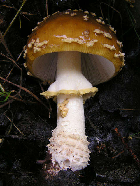 Image of Royal Fly Agaric