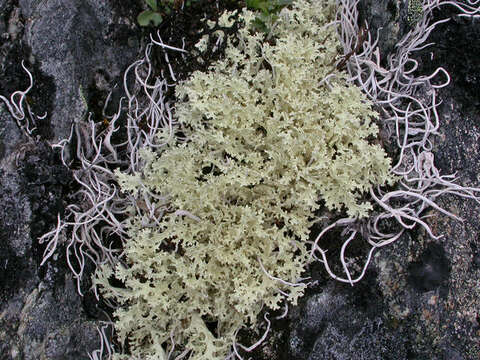 Image of Snow Lichens