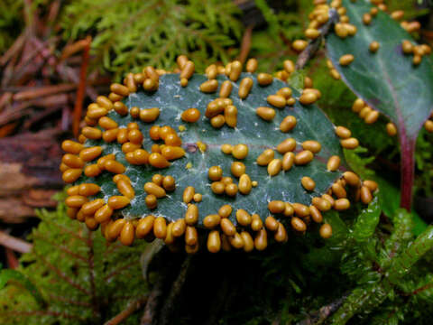 Image of Egg-shell Slime Mold